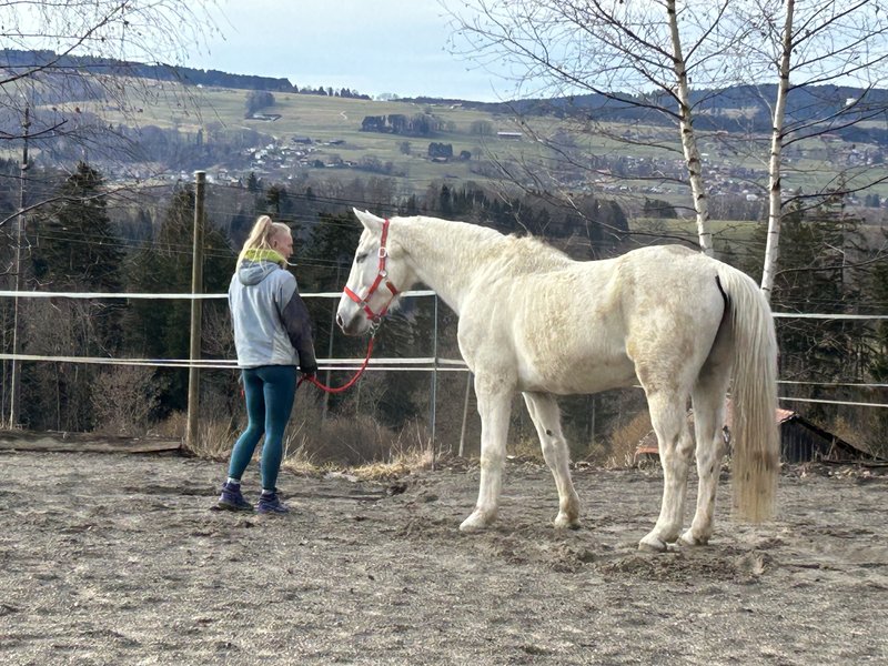 Approche cheval