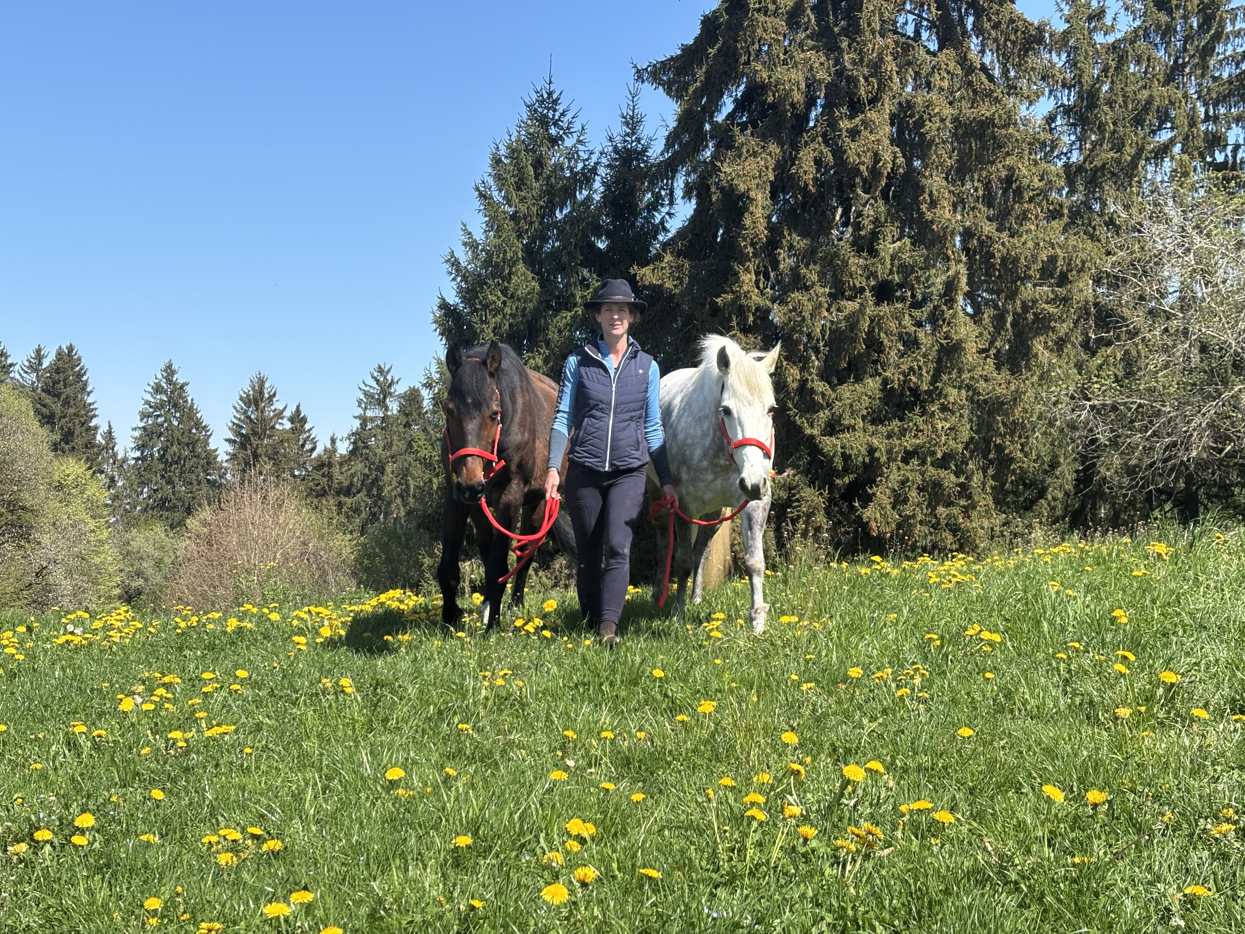 Moment de connexion entre Caroline et un cheval couché dans le pré