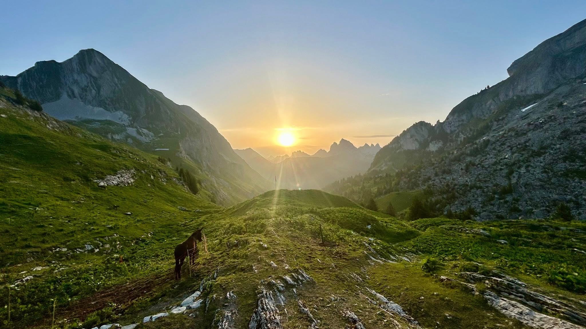 Cheval dans les montagnes suisses au coucher du soleil - equicoaching et gestion du stress